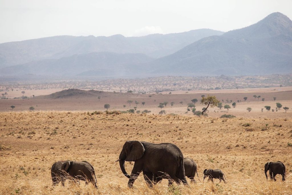 A Classic Scenery Viewing and Wildlife Tour of Uganda