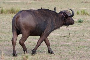 Wild buffalo standing in the savanna with a wire snare visible around its neck, illustrating wildlife poaching threats